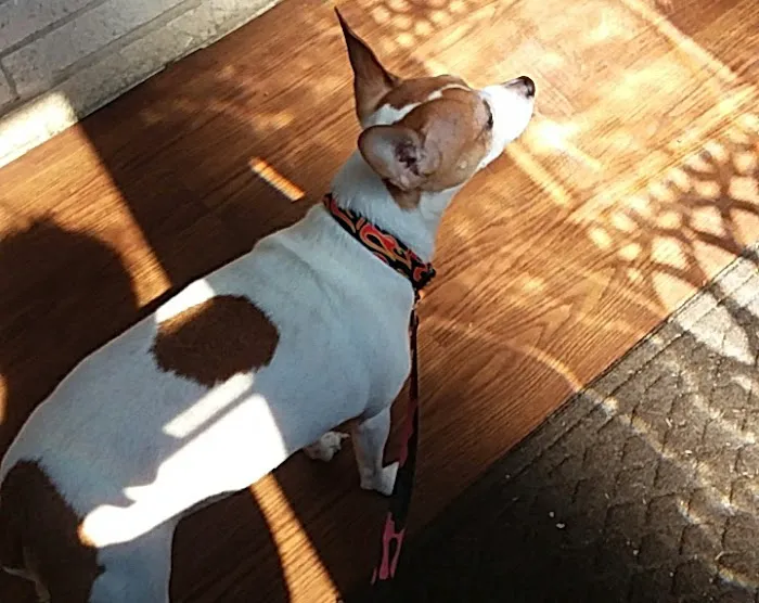 Meredith-Warner Animal Clinic Picture 7
