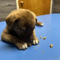 Companion Animal Hospital of Lewisburg TN ico