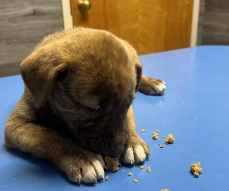 Companion Animal Hospital of Lewisburg TN