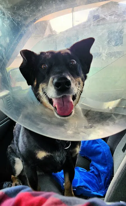 Companion Animal Hospital of Lewisburg TN Picture 7
