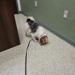 All About Animals Veterinary Clinic