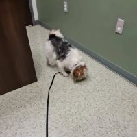 All About Animals Veterinary Clinic ico