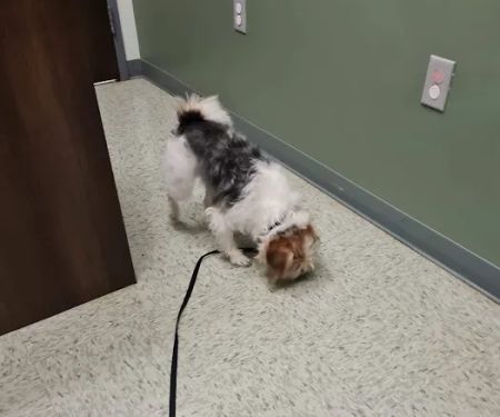 All About Animals Veterinary Clinic