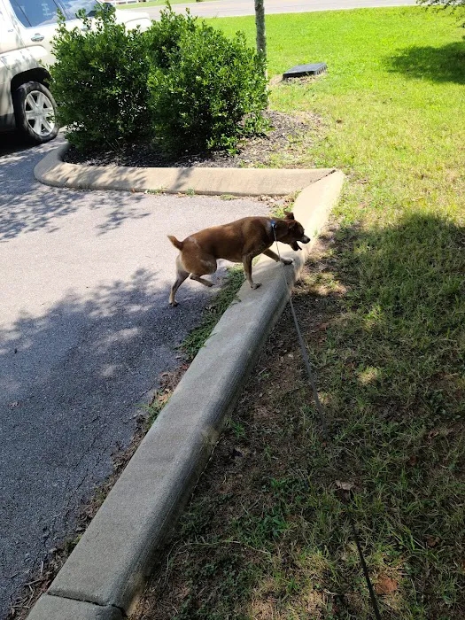 All About Animals Veterinary Clinic Picture 6