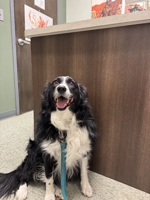 All About Animals Veterinary Clinic Picture 3