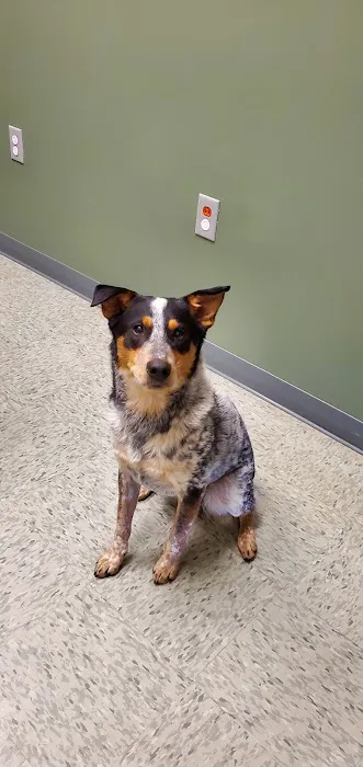 All About Animals Veterinary Clinic Picture 7