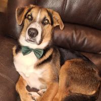 Hackett Animal Clinic ico