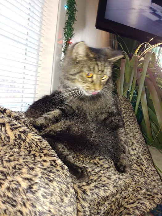 Hackett Animal Clinic Picture 3