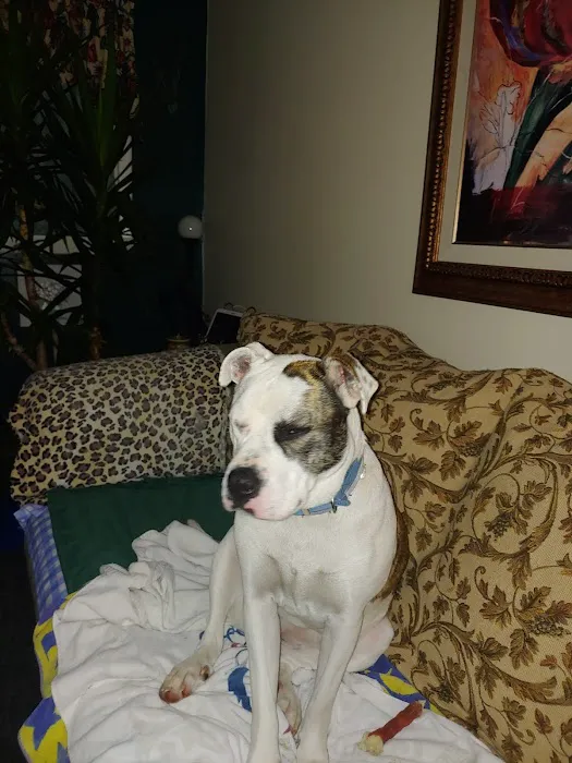 Hackett Animal Clinic Picture 4