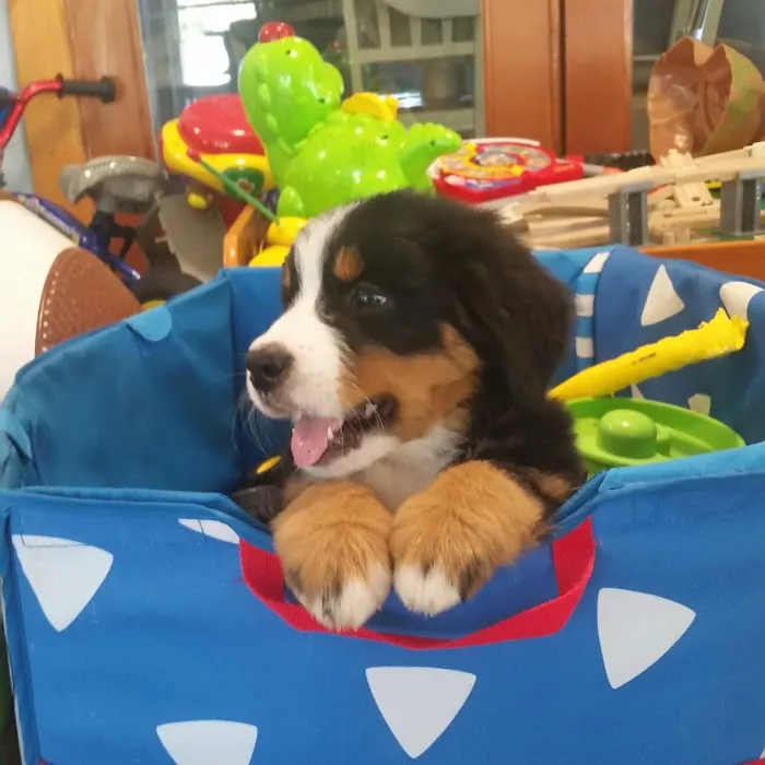 Hackett Animal Clinic Picture 9