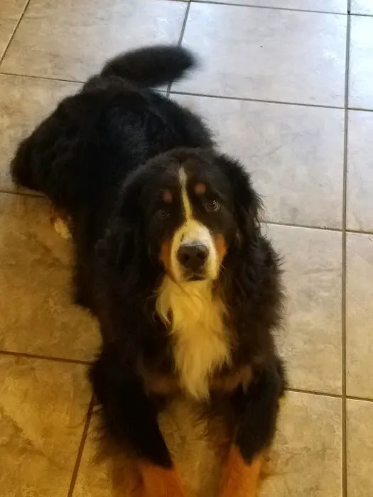 Hackett Animal Clinic Picture 7