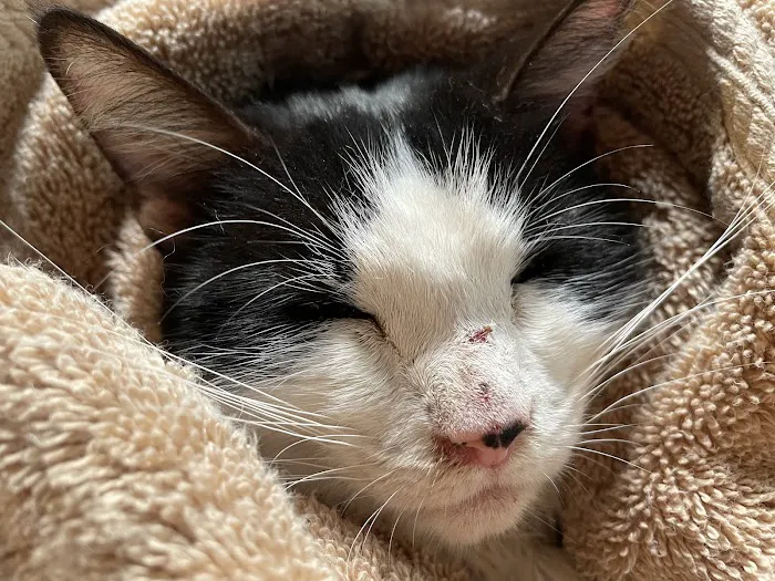 Animal Health Clinic Picture 1