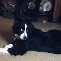 Coffee Veterinary Hospital ico