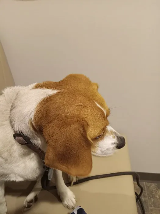 All Creatures Veterinary Clinic Picture 2