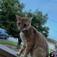 All Creatures Veterinary Clinic ico