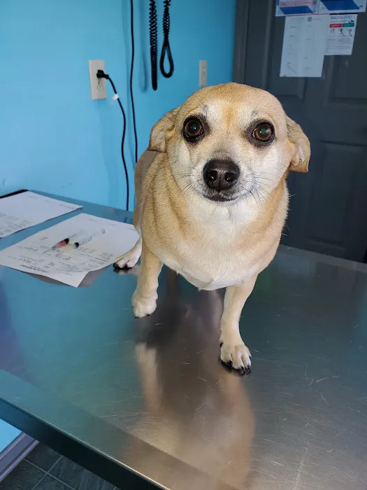 All Creatures Veterinary Clinic Picture 5