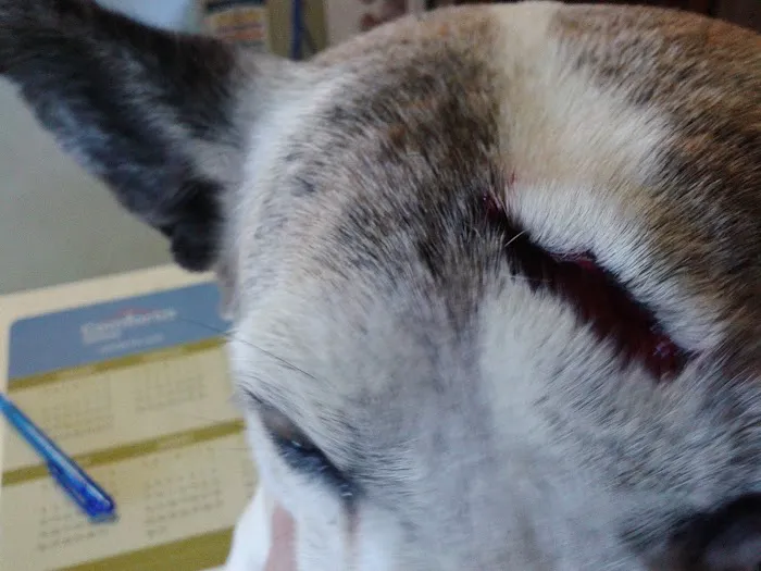 All Creatures Veterinary Clinic Picture 8
