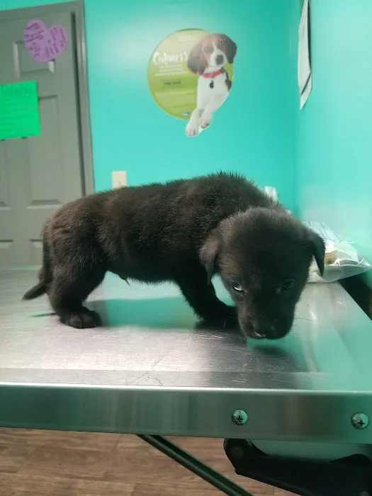 All Creatures Veterinary Clinic Picture 7