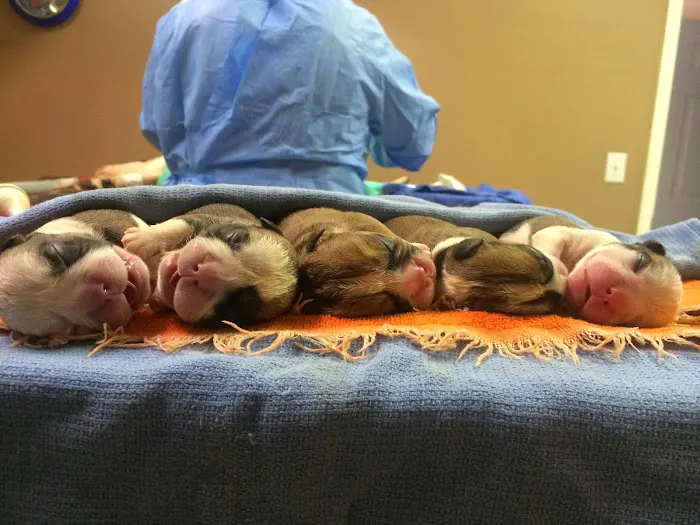 All Creatures Veterinary Clinic Picture 6