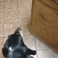 Town & Country Veterinary Hospital ico