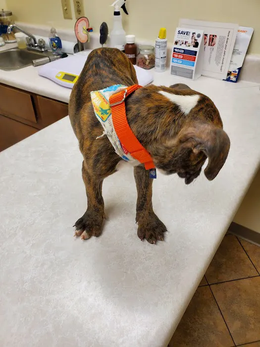 Town & Country Veterinary Hospital Picture 3