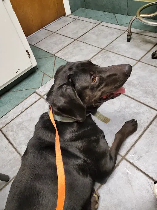 Eastside Animal Hospital Picture 6