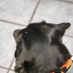 Eastside Animal Hospital