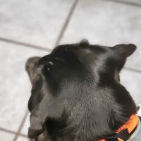 Eastside Animal Hospital ico