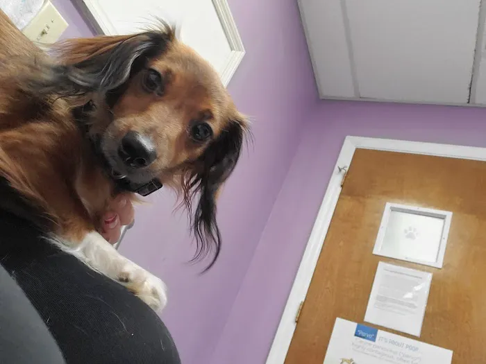 Eastside Animal Hospital Picture 9