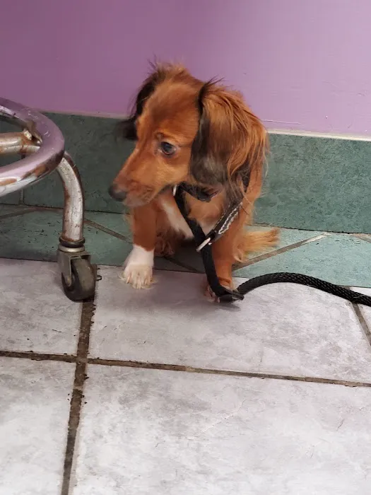 Eastside Animal Hospital Picture 7