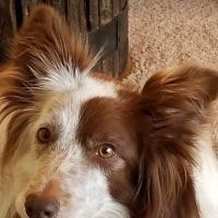 Daisy Mountain Veterinary Hospital ico