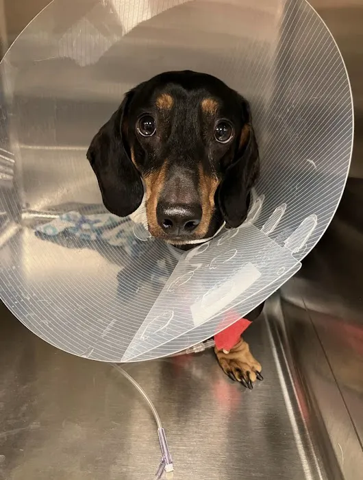 Daisy Mountain Veterinary Hospital Picture 5