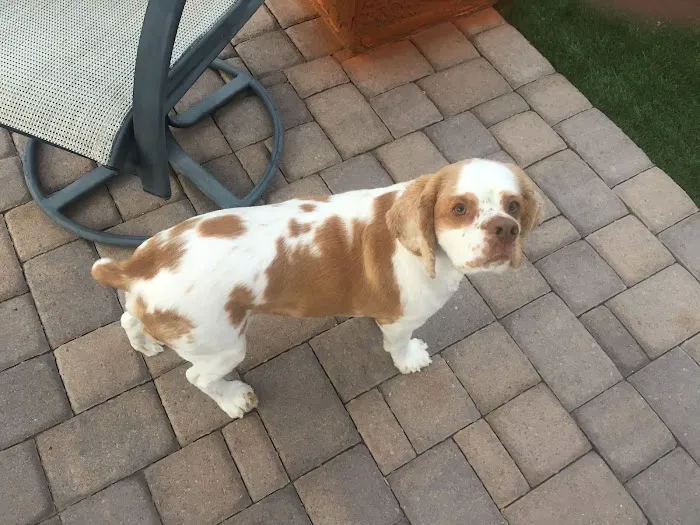 Lovet Pet Health Care - Anthem Picture 2