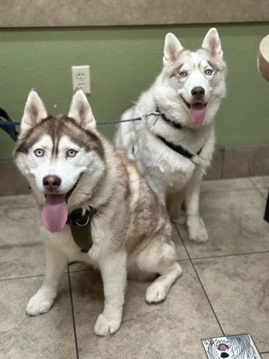 Lovet Pet Health Care - Anthem Picture 3