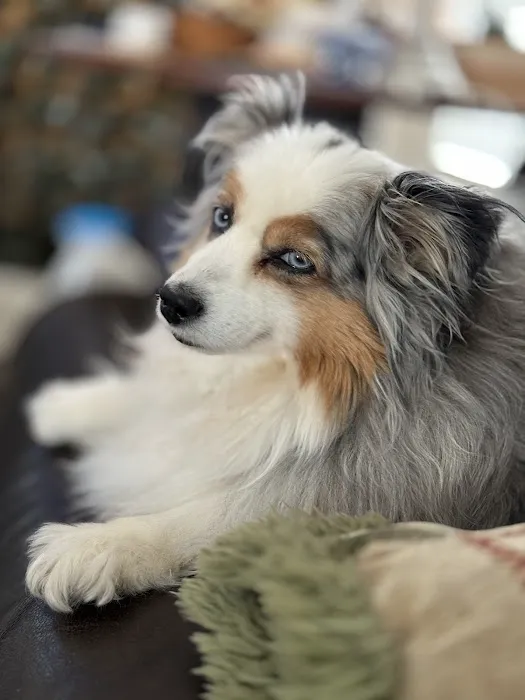 Lovet Pet Health Care - Anthem Picture 1