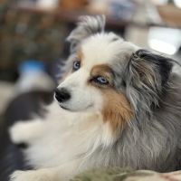Lovet Pet Health Care - Anthem ico
