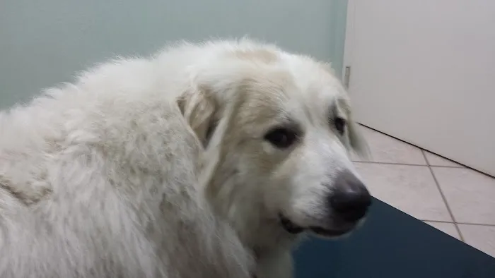 Gulf Animal Hospital Picture 5