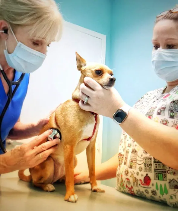 Gulf Animal Hospital Picture 4