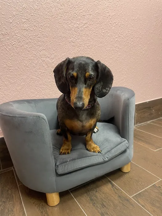St. Pete Veterinary Hospital Picture 3