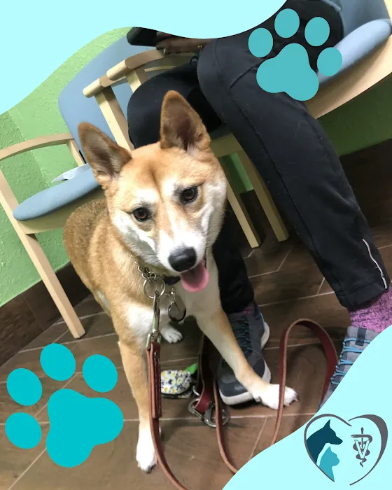 St. Pete Veterinary Hospital Picture 10