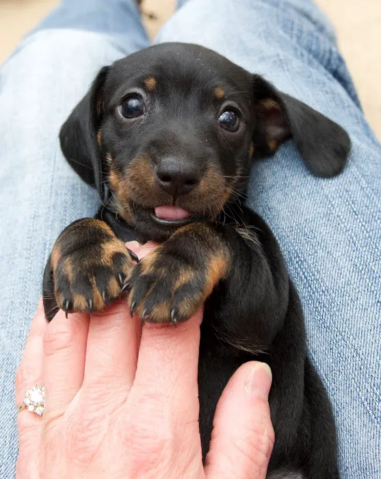 St. Pete Veterinary Hospital Picture 9