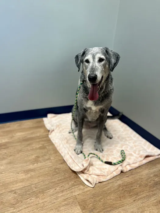 EDGE Animal Hospital Picture 2