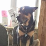 Gulfport Veterinarian
