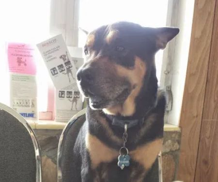 Gulfport Veterinarian