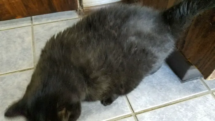Gulfport Veterinarian Picture 3