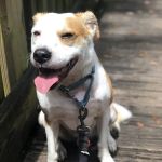 Pet Pal Veterinary Clinic