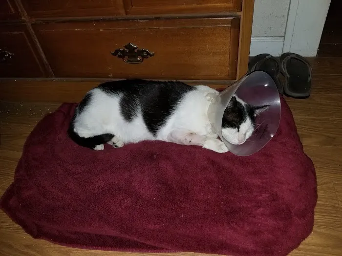Pet Pal Veterinary Clinic Picture 9