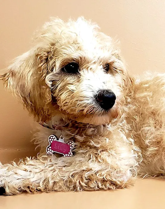 Pet Pal Veterinary Clinic Picture 10