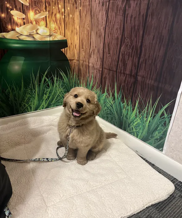 Fur Ever Friends Veterinary Clinic Picture 4