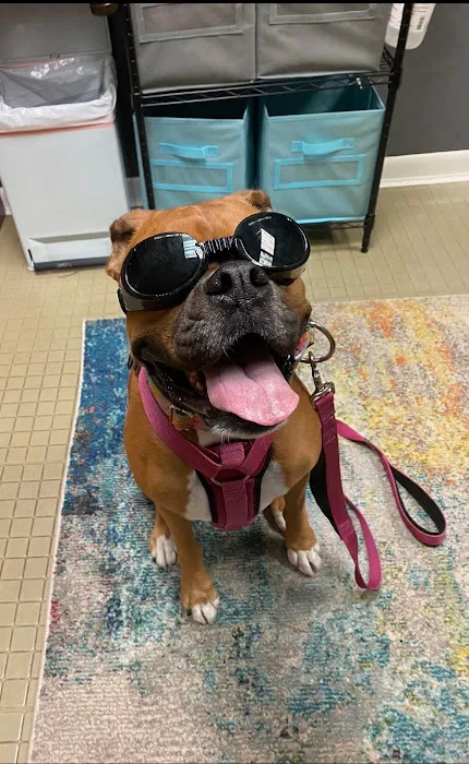 Fur Ever Friends Veterinary Clinic Picture 5